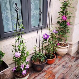 昙花架子支架固定灯笼花爬藤架三角梅花盆黄瓜家用园艺支柱防倒