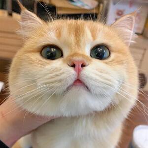 英短金渐层猫幼猫纯种活体宠物猫英国短毛猫活物小猫咪家养幼崽猫