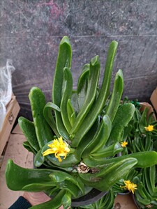 佛手掌托金多肉植物精品宝绿花防辐射室内室外吸甲醛净化空气好养