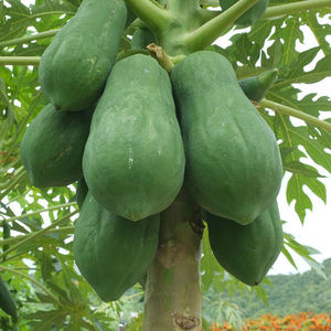 新鲜牛奶生木瓜