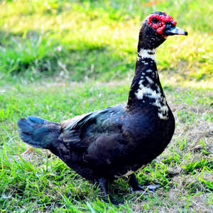 鸭子活苗 大种黑番鸭 小黄鸭活苗番鸭洋鸭子大白鸭花边藤子麻鸭苗