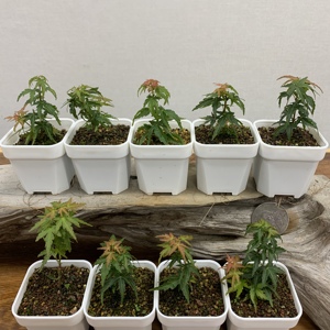 清溪盆栽 日本进口琴姬扦插苗 日本红枫枫树 小品素材