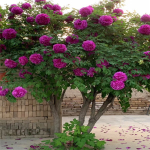 老桩牡丹花苗盆景树桩造型植物室内客厅绿植盆栽大花地栽树形花卉