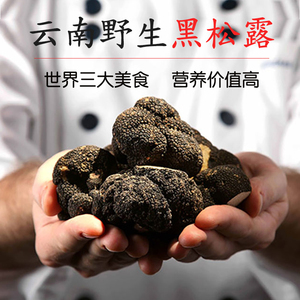 云南孙大哥野生菌新鲜野生黑松露猪拱菌云南禄劝特产11月发货
