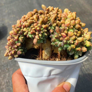 云南露养大颗多肉植物( 千代田之松缀化) 办公室阳台客厅防辐射
