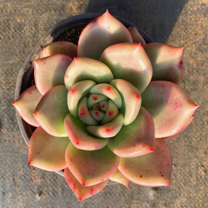 云南露养大颗多肉植物 皮蛋办公室阳台客厅防辐射新手推荐易