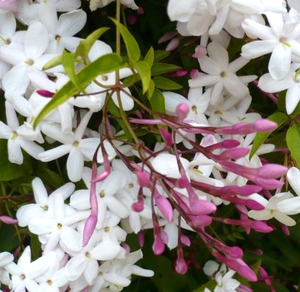 ropana摩洛哥茉莉大花茉莉原精5ml来自欧盟ecocert有机农场