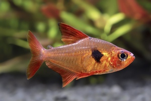 红衣梦幻鳍粉红勾扯旗鱼芙蓉旗哥伦比亚红鳍灯鱼小型活观赏鱼南美