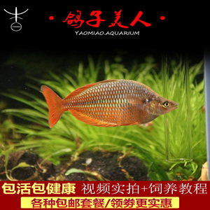 【刚果美人】刚果美人品牌,价格 - 阿里巴巴