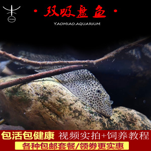双吸盘鱼清道夫