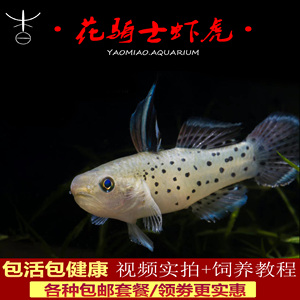 花骑士虾虎鱼小型淡水观赏宠物鱼东南亚进口斑点花点骑士鱼活体鱼