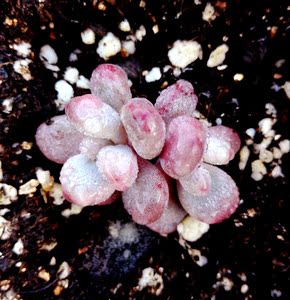 桃蛋多肉植物桃之卵双头盆栽办公室桌面花卉绿植 满家多肉