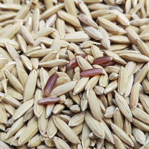 梗米红香米地灵胭脂米种子红稻米红软大米元阳老品种红米种子