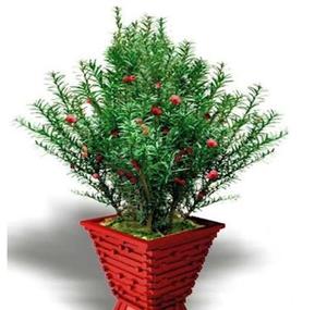 红杉树盆景盆栽