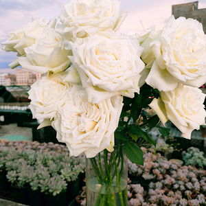 云南鲜花坦尼克 白玫瑰鲜花 大花苞 送老师同学家居装饰花瓶插花