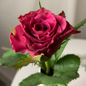 yoyo花花世界高端出口长花期稀有玫瑰拉菲蓝莓暗紫色玫瑰鲜花