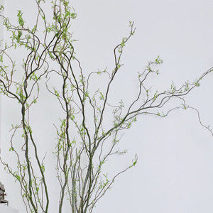 进口红瑞木金龙柳红柳鲜切花花艺花瓶插花花期长木本植物