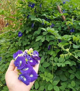 四季开花蝶豆花苗可食用植物染色阳台盆栽 花茶蓝蝴蝶庭院染蓝色