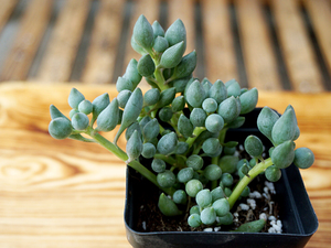 珠佛提神非常植易千里h光西瓜球春季多肉锦上珠卧室鲁刘百货商贸