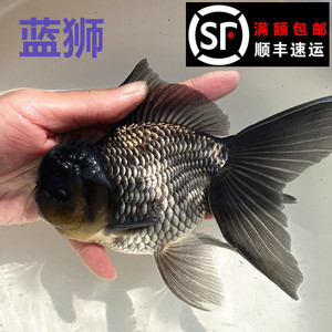 【精品狮子头金鱼】精品狮子头金鱼品牌,价格 - 阿里巴巴