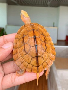 纯种越南石金钱龟正宗南石龟活体宠物观赏小乌龟招财风水龟送龟粮