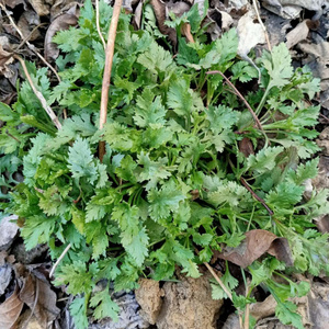 野生菊花脑根苗阳台盆栽庭院种植野菊花脑种苗食用嫩叶芽烧鸡蛋汤