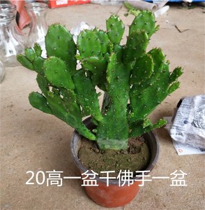 千手观音盆栽植物室内阳台绿植花卉防辐射仙人掌类千佛手多肉植物