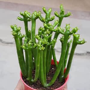 多肉植物光棍树盆栽绿珊瑚树彭瑚树多肉植物易养绿植