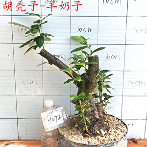 野生胡秃子下山桩盆景羊奶子树桩盆景室内客厅庭院绿植观果盆栽