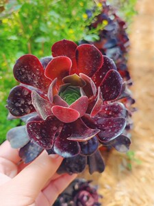 欧紫法师 多肉欧紫法师现在很在状态很紫很肥美