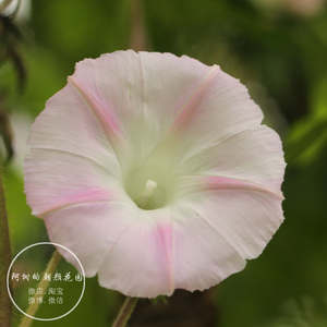 【shiva】西洋系小轮牵牛花爬牛喇叭花 爬藤花卉植物