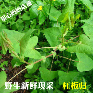新鲜现采杠板归犁头刺蚂蚱簕粪箕笃老虎脷猫爪刺顺丰500克