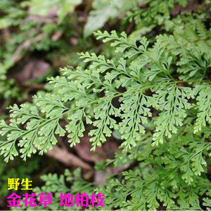 地柏枝