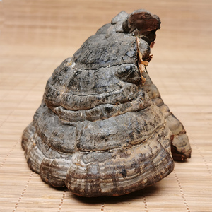 只手遮天19860淘宝野生白灵芝 东北长白山白桦树灵芝完整500克玉芝