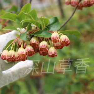 【榕花树苗】榕花树苗品牌,价格 - 阿里巴巴