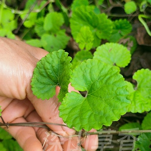 活血丹 金钱艾透骨消穿墙草肺风草十八缺一串钱 苗 满50元包邮