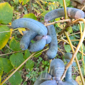 猫儿屎 猫屎瓜果树矮杞树猫儿子鬼指头猫屎筒 苗 地栽满50元包邮