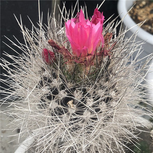 00xxl22199淘宝实生智利球属混乱玉仙人球卷刺软毛不扎手开花室内