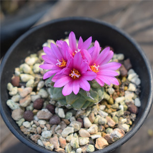 实生单头赤花娇丽红花不扎手易养开花趣味阳台仙人球多肉植物盆栽