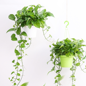进口长藤绿萝常春藤盆栽水培植物垂吊花卉盆栽室内吸甲醛净化空气