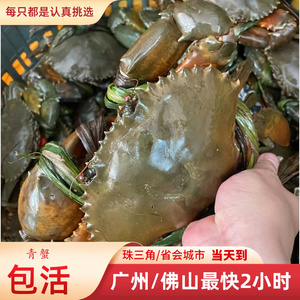 【青蟹鲜活发货】约一斤一只大肉蟹公蟹非膏蟹 海鲜螃蟹菜鲟
