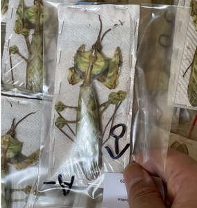 非洲大魔花螳螂