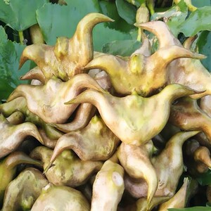 水生植物老菱角种子池塘水培饲料苗两角牛角青菱角苗种孑水果种籽