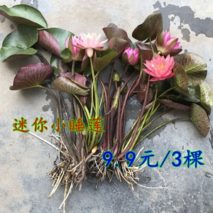 水生小睡莲根块庭院池塘碗莲迷你水培植物花卉种根荷花种苗花根茎