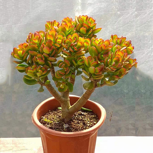 红边玉树盆栽老桩