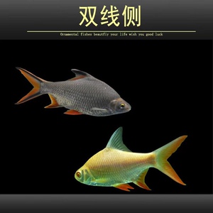 金凤鱼金凤银凤鱼银凤鱼泰国双线鲫双线侧鱼双线鱼金线银线飞凤鱼