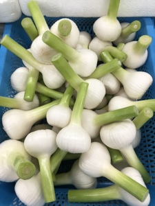 延边现拔东北新鲜大蒜白皮蒜糖醋蒜湿蒜嫩蒜头马牙子蒜积蒜腌咸菜