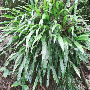 贵州深山七星草大叶骨牌草旋鸡尾七星剑江南星蕨小叶骨牌草500克