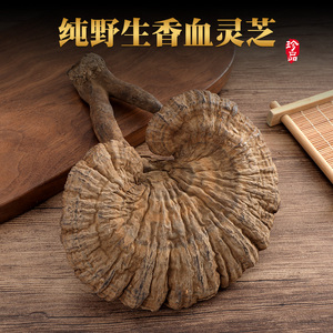 香血灵芝野生泡酒正品云南深山一斤装整枝可切片黑灵芝干货500克