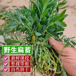 2021年正宗野生新鲜扁蓄猪牙草竹节草干品野生扁蓄草扁蓄鸟路感染